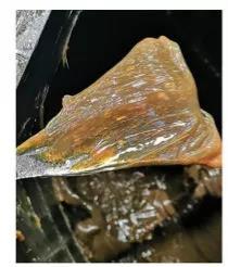 洞見：潤滑脂